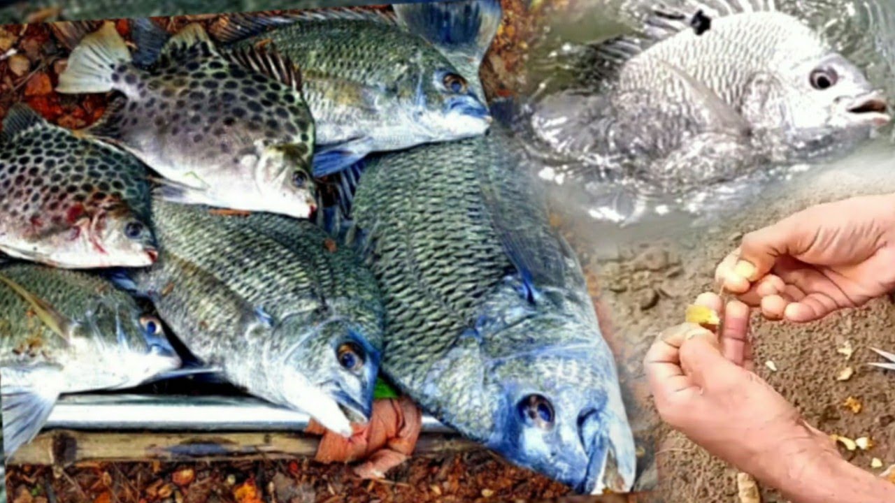 🐟ബാവുക്കാക്ക 