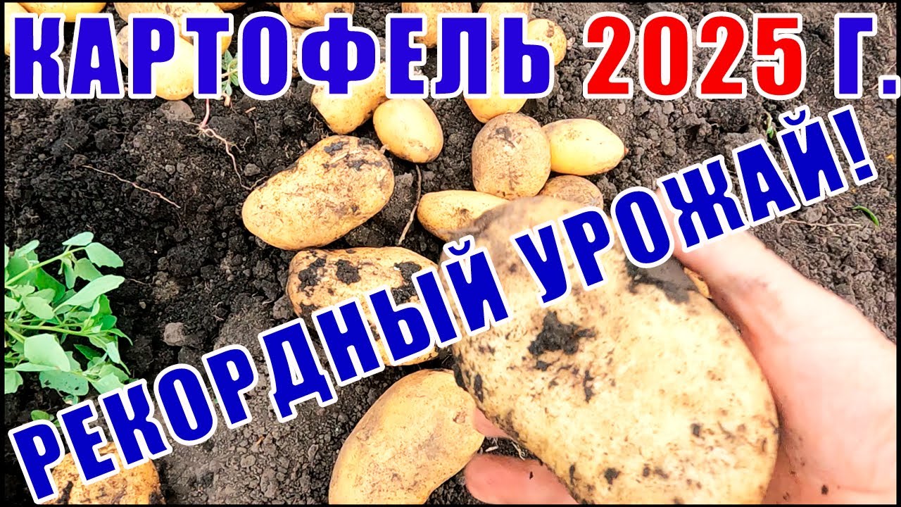 Уборка картофеля в 2025 г. Лучшие и худшие сорта картофеля по устойчивости к фитофторе! Урожайность?