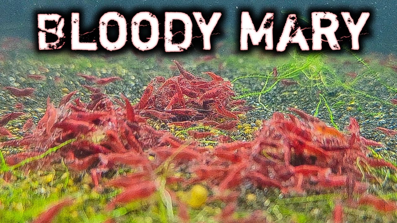 Selectively Breeding Shrimp - 40 Gallon Bloody Mary Shrimp Tank