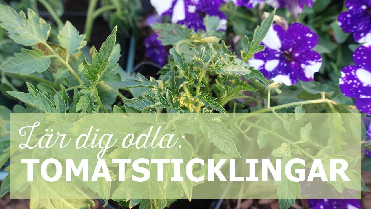 L&auml;r dig odla: F&ouml;r&ouml;ka tomater med sticklingar