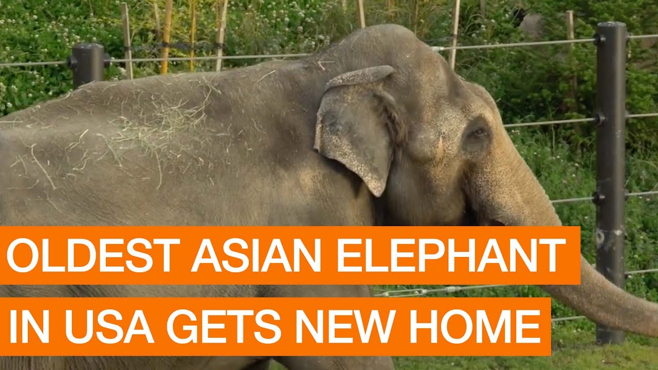 Oldest Asian Elephant In USA Gets New Home (Package)