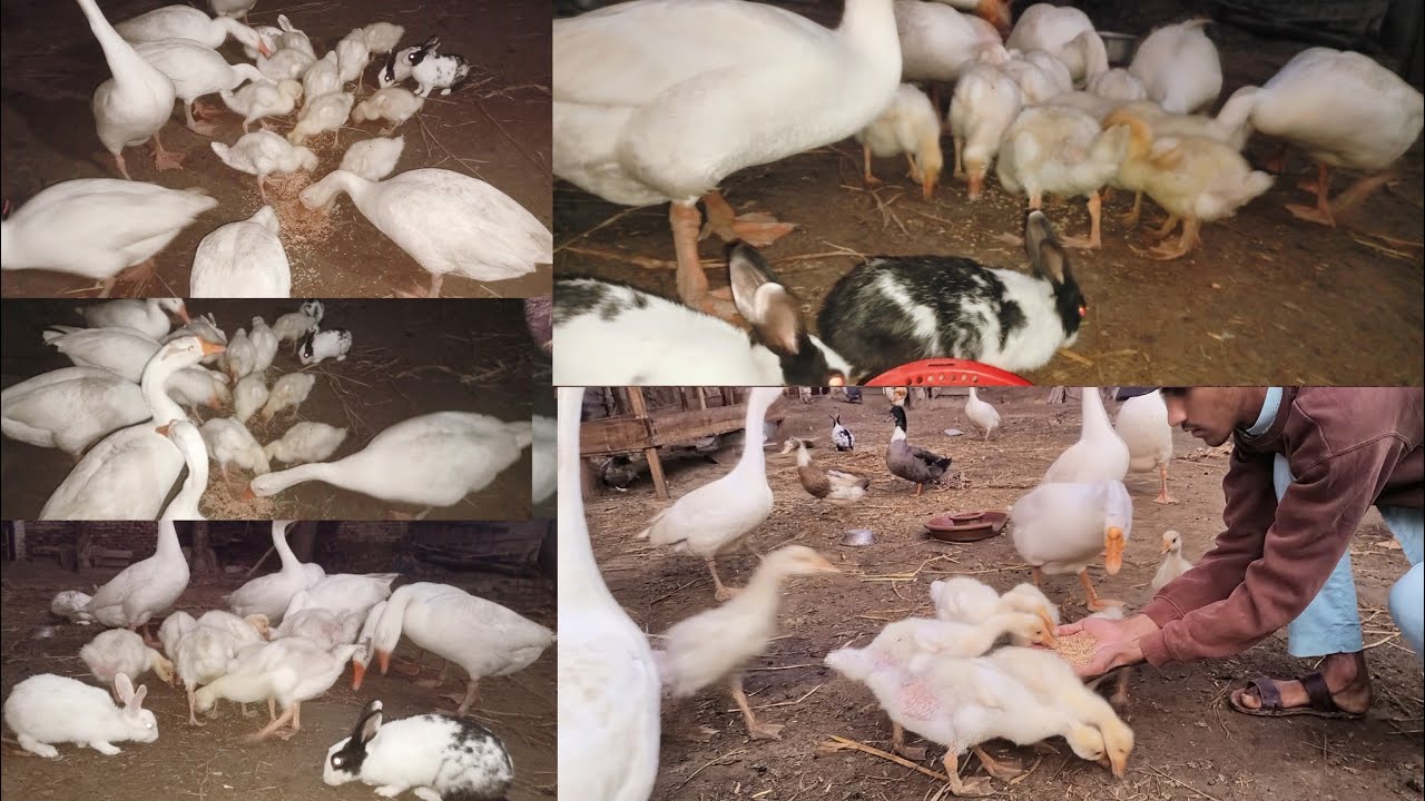  What Do I Feed Ducklings 🦆 in the Evening? | Complete Feeding Routine || Haseeb Home Birds