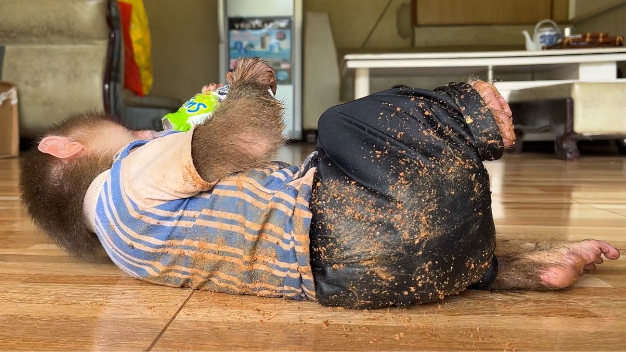 Super funny!  Smart monkey Max accidentally makes a mess in the house and then...