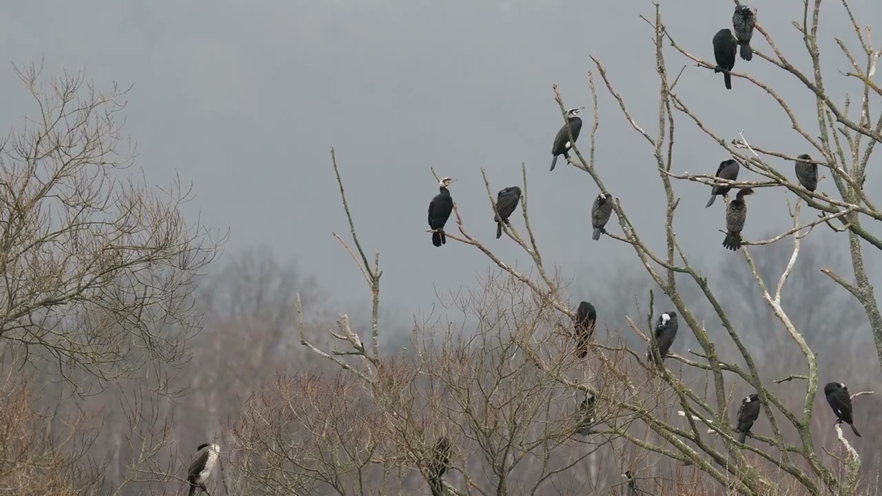 cormorants in a tree