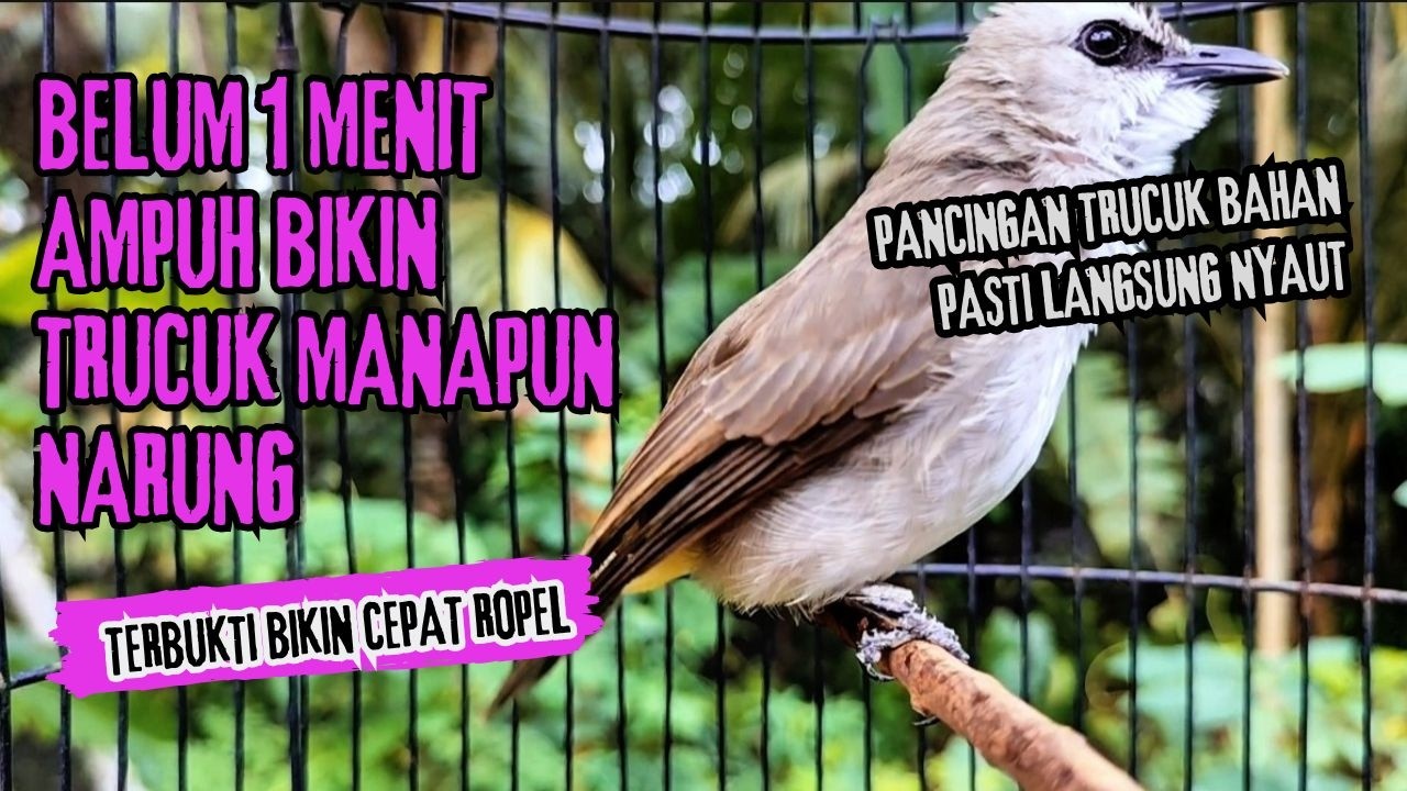Trucukan Gacor ROPEL PANJANG Saat Subuh COCOK untuk Pancingan Trucuk BAHAN dan MASTERAN TRUCUK Paud