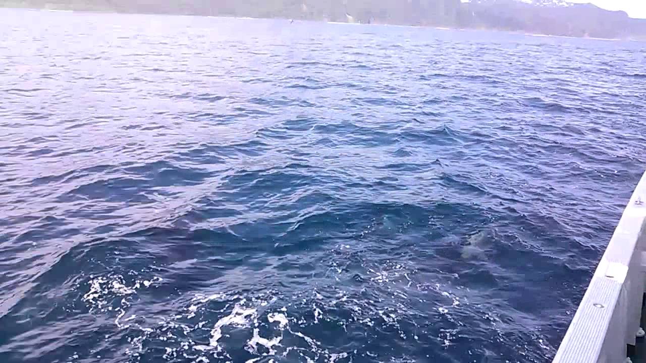 シャチに遊ばれて水をかけられる  知床羅臼沖  6月17日