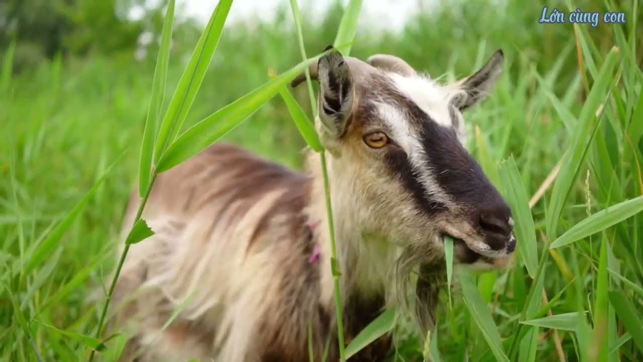 Con dê, nghe tiếng dê kêu bè bè và xem con dê ăn cỏ | Goat | Goat eats grass | The sound of a goat