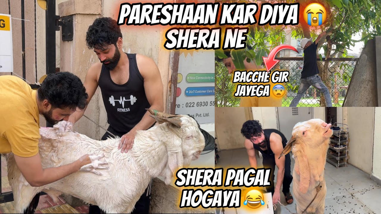 Shera Ne Pareshaan Kar Diya 😨 Nilame Lekar Gaye 😍| Zeeshan & Abresh