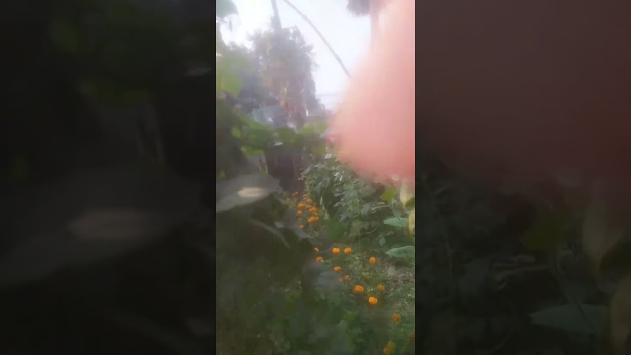 এই বাগানে ফুল তোলা মানা....