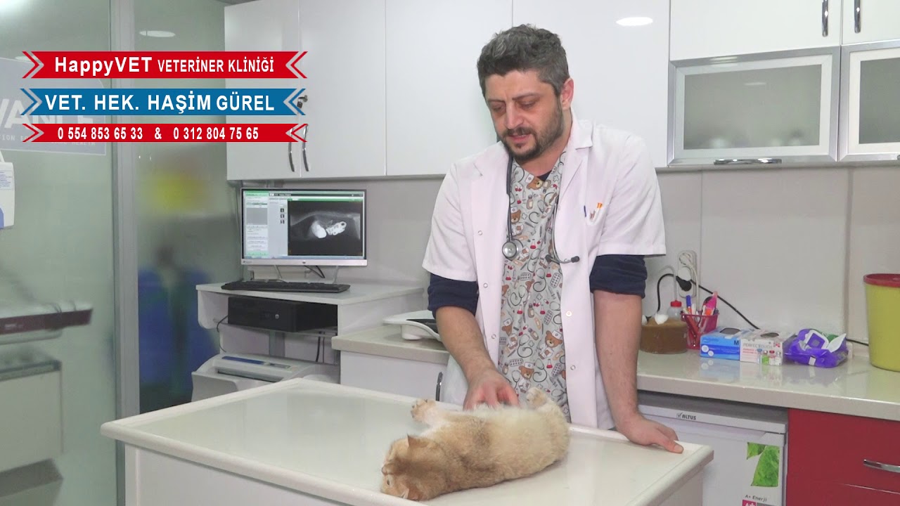 Dişi Kedilerin Kısırlaştırması Hakkında Bilinmesi Gerekenler