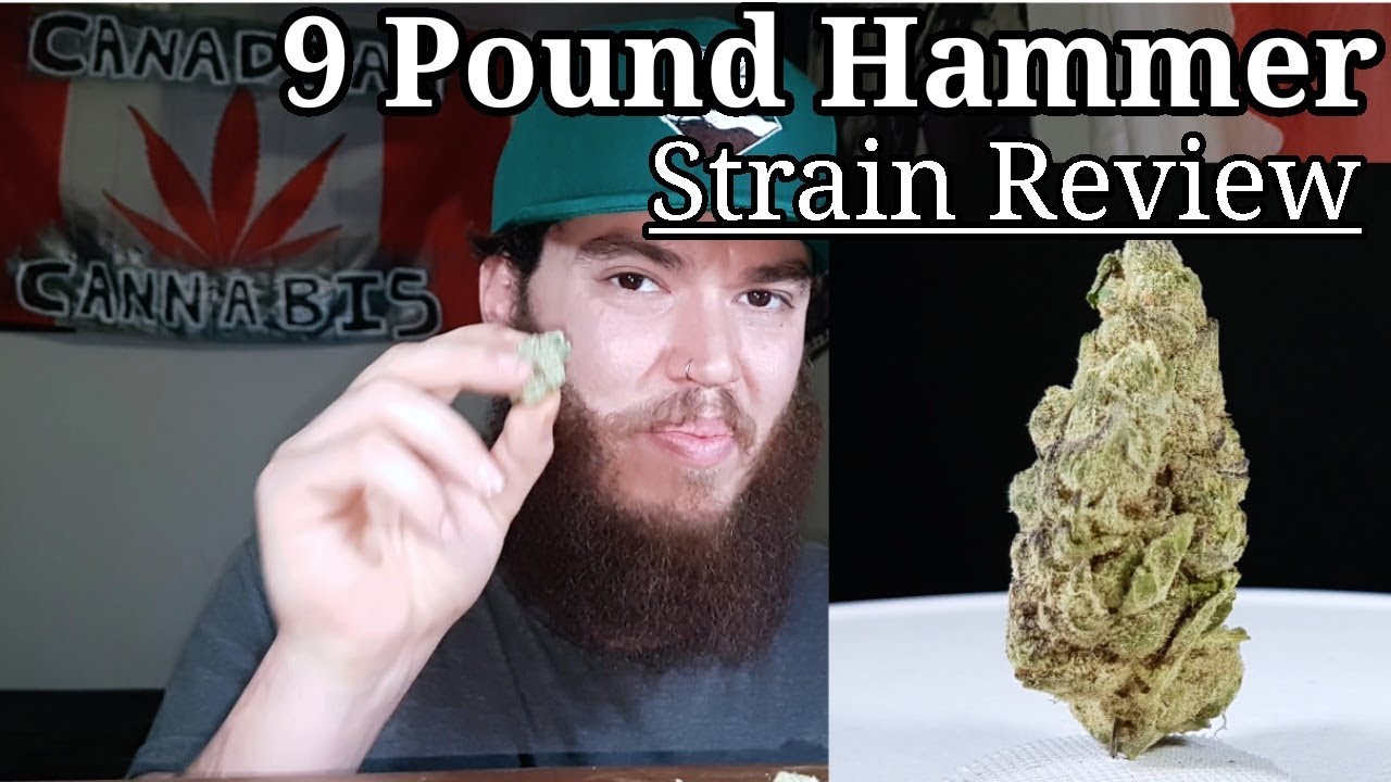 Strain Review - 9 Pound HammeR