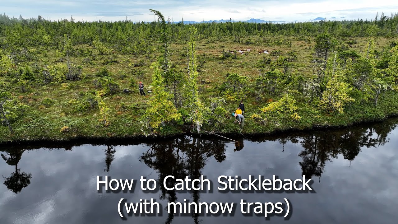 How To Catch Stickleback (with minnow traps)