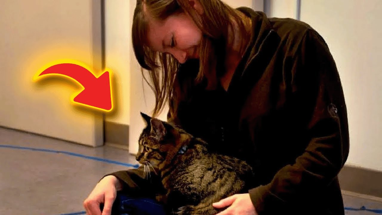 The True Meaning Behind One Common Cat Behavior Is Catching Many People Off Guard