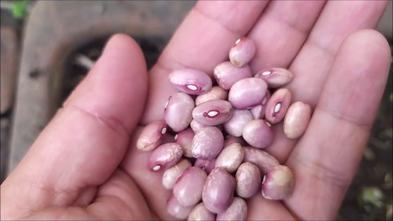Como cultivar frijol en casa | Ep. 1 Siembra
