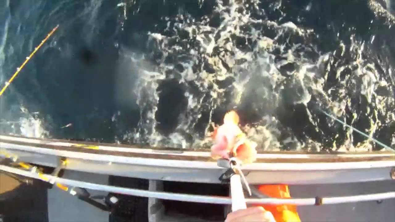 Helping A Cowcod Swim Back Home
