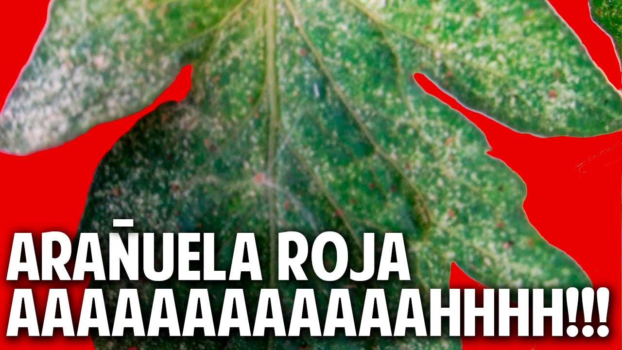 Arañuela Roja - Unico método de control Probado, Organico y Económico @cosasdeljardin