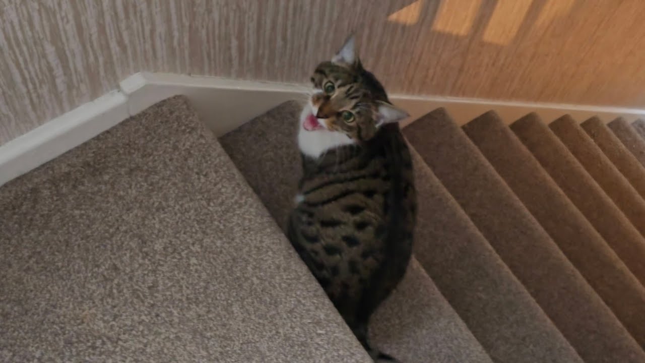 Cat says Ma-Ah, 