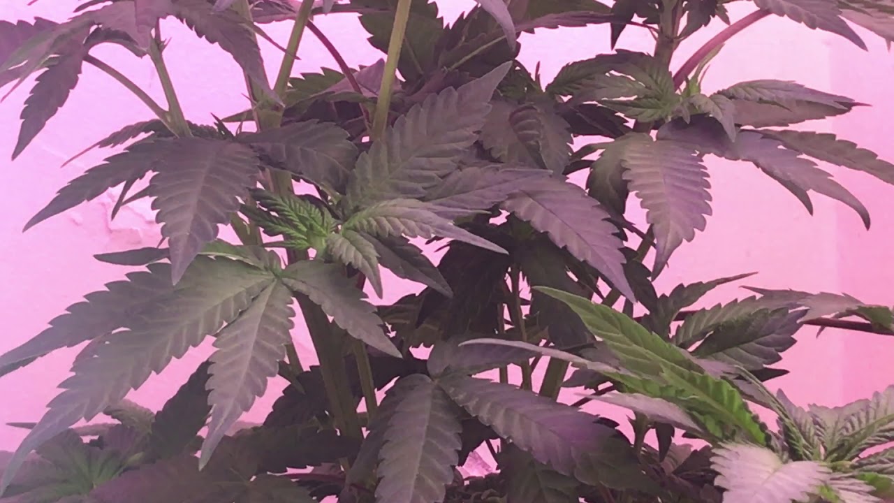 Blue Mountain Kush  and Silver Haze Cannabis day 1 of Flower Closet grow