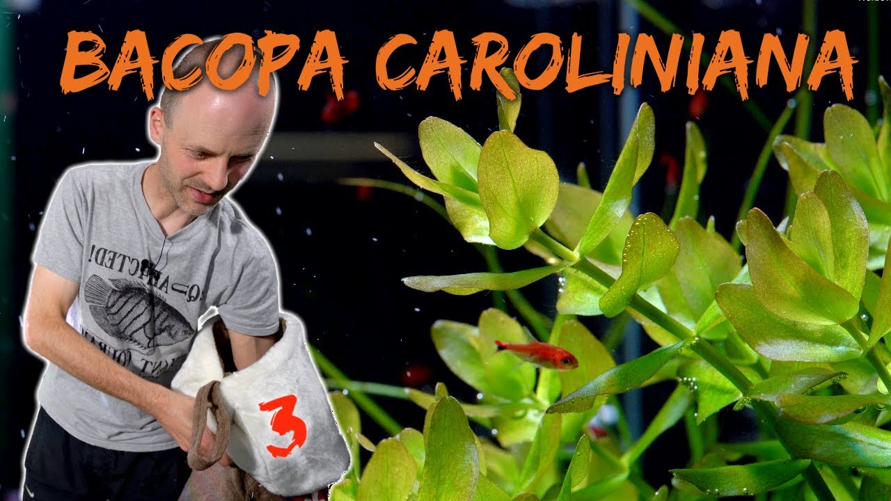 Das Carolina Fettblatt - Bacopa caroliniana | | ADVENTdicted! Adventskalender | Türchen 3