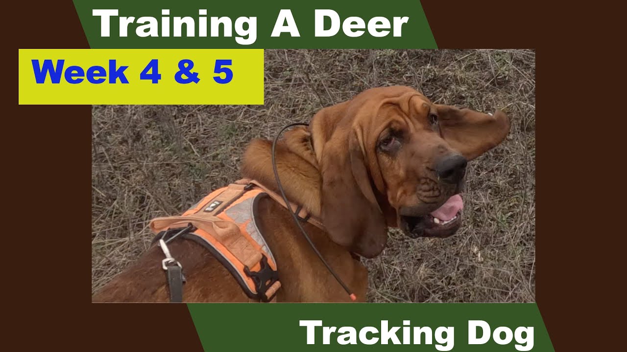 Training a deer tracking dog Week 4-5
