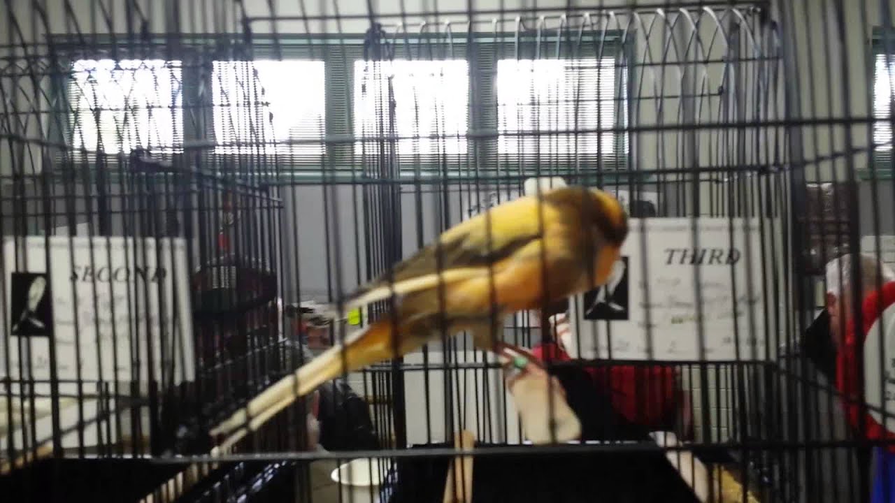 Yorkshire canary show Melbourne