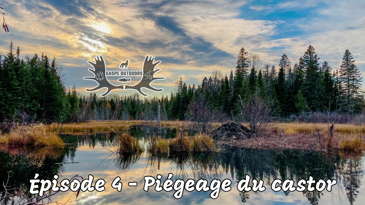 Trappage au Québec - Épisode 4 - Piégeage du castor
