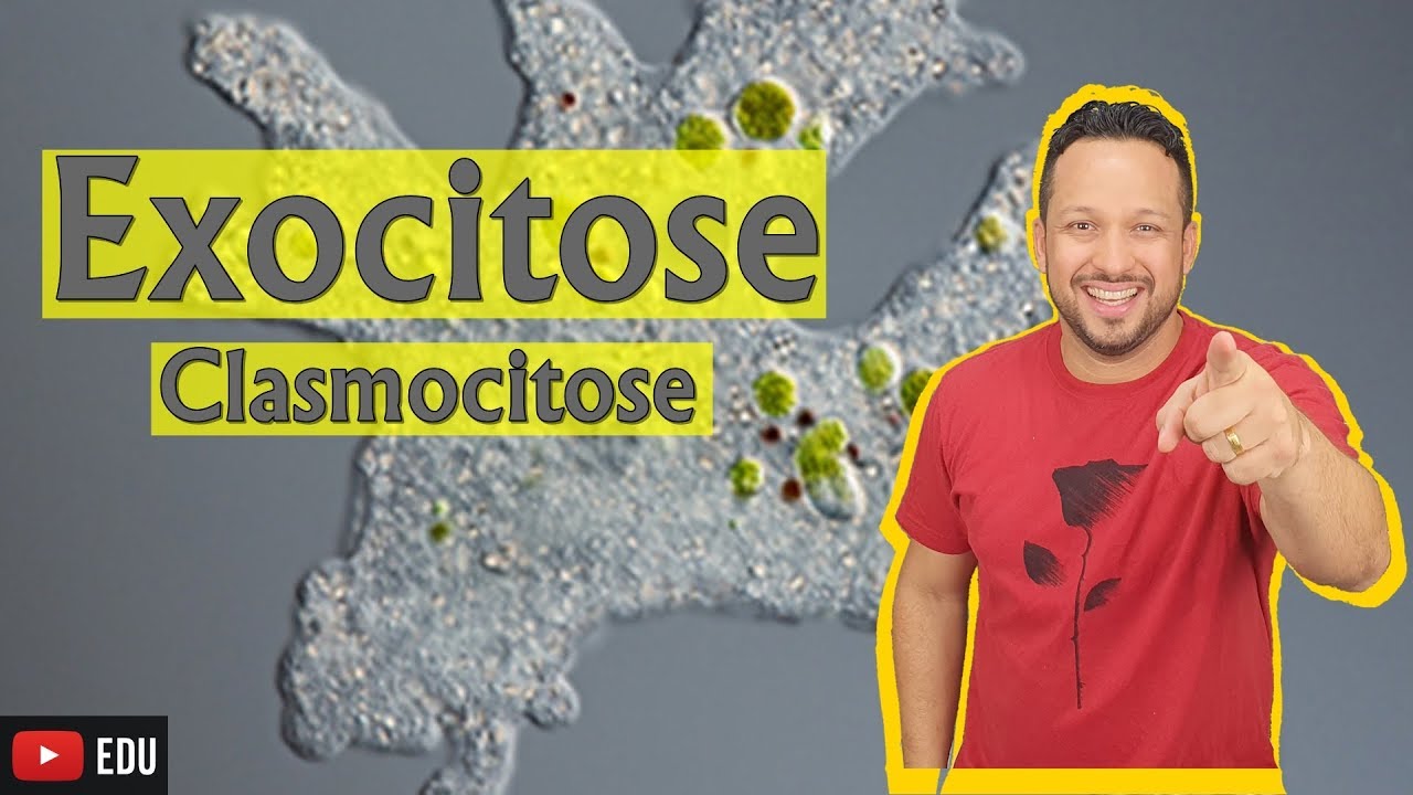 Exocitose - Clasmocitose - Citologia