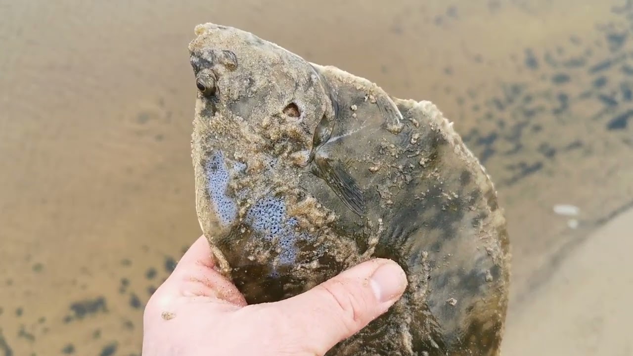Flounder fishing with circle hooks and dingle dangle rig