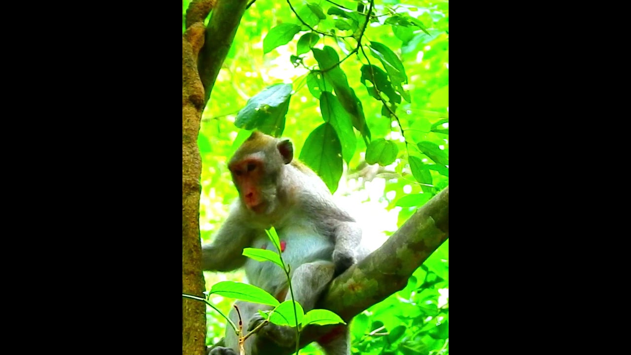 Pity Monkey's Wildlife 308