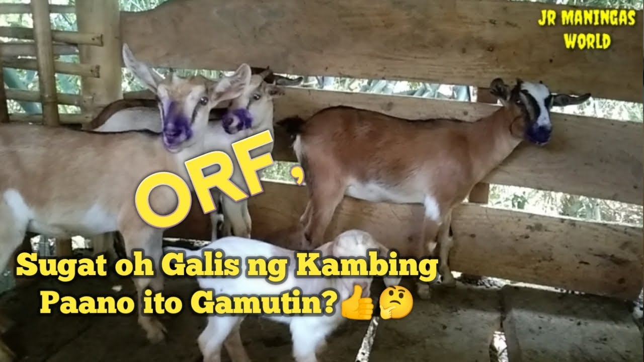 Paano gamutin ang orf ng Kambing / Galis o Sugat ng Kambing paano gamutin / Combinex mabisang gamot.