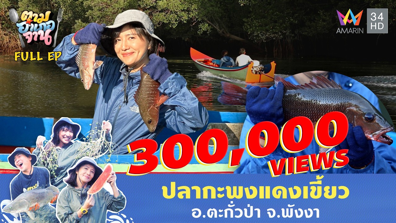 ปลากะพงแดงเขี้ยว อ.ตะกั่วป่า จ.พังงา | ตามอำเภอจาน | 27 พ.ค. 68 Full EP