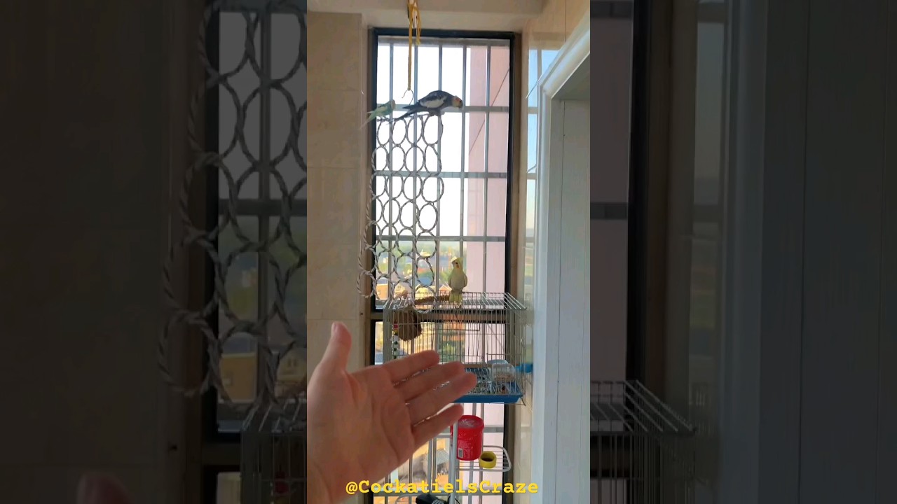 Cockatiel Flight Training: Step-by-Step Guide for Successful Avian Aviators