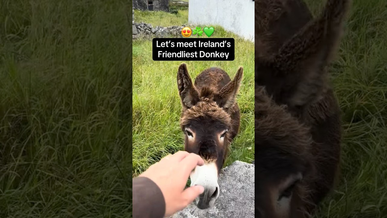 Meet Ireland&rsquo;s friendliest donkey😍📸 IG: Damiensdoodles 🙌 #ireland #donkey #irish #irishyoutube