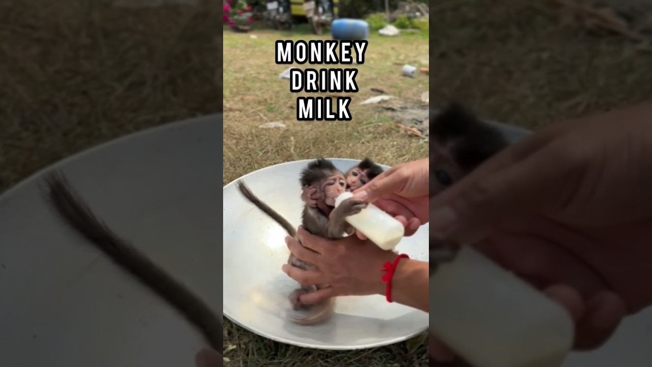 a poor baby monkey #animalrescue