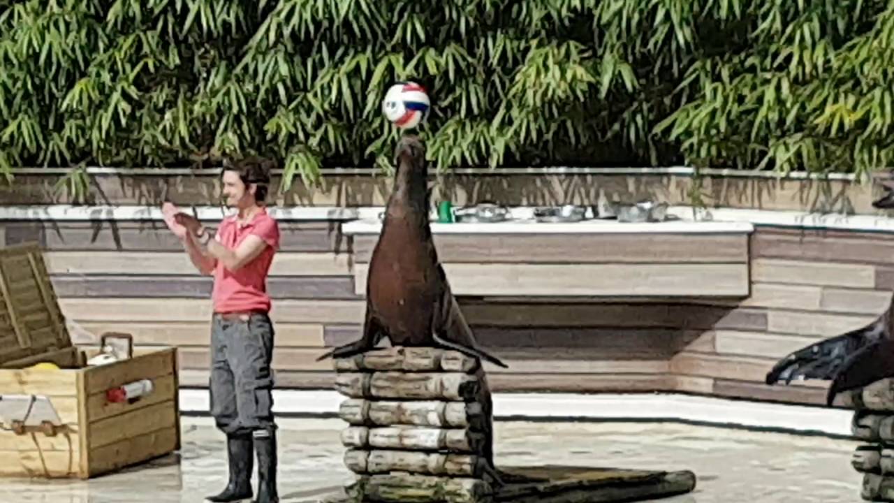 Spectacle otaries zoo de la flèche 2016