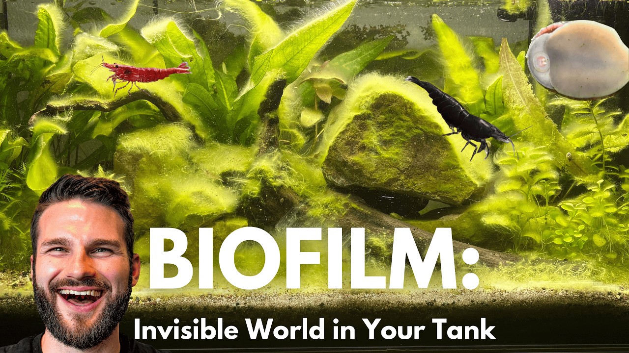 Biofilm: Niewidzialny świat w Twoim akwarium