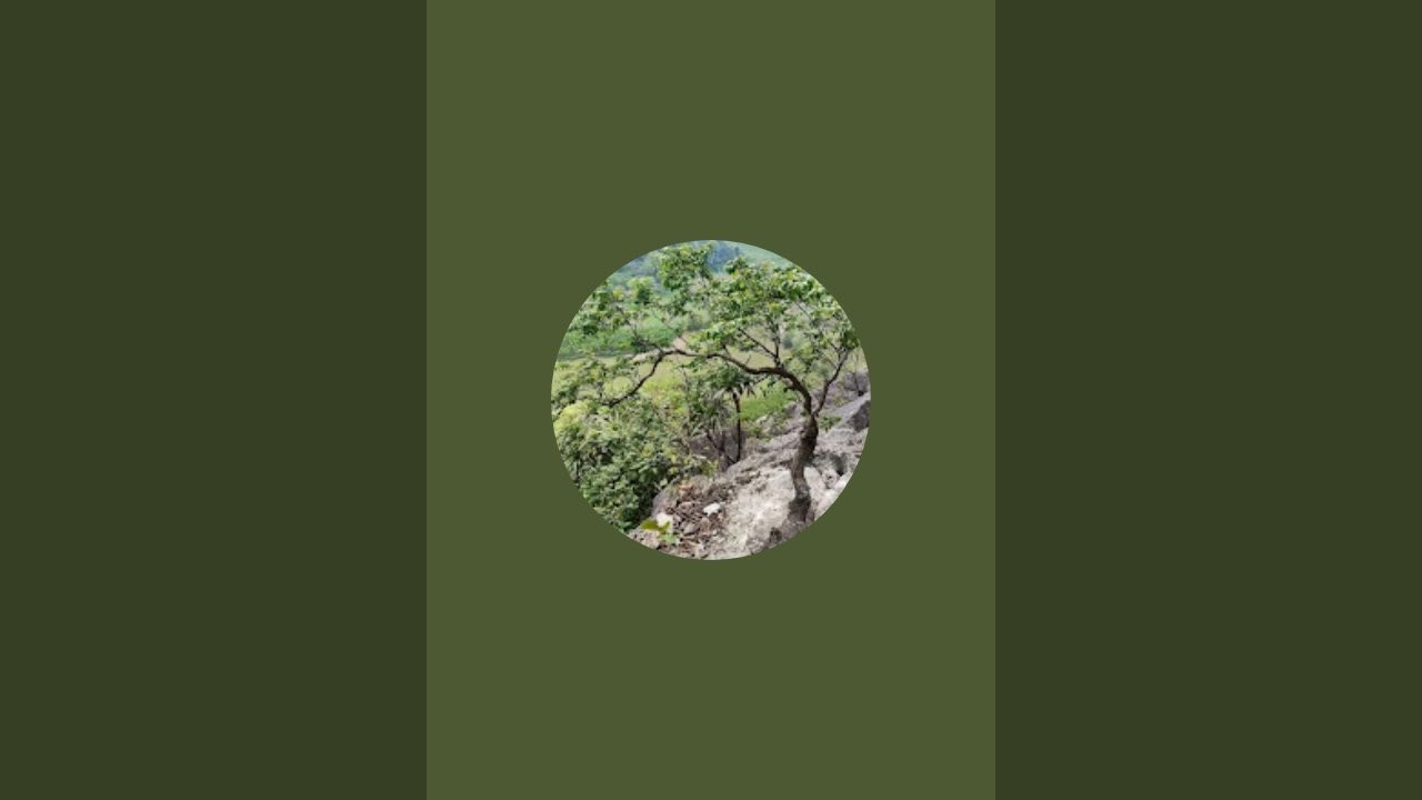 Muội hồng bonsai khai trương muội tết 0941627688