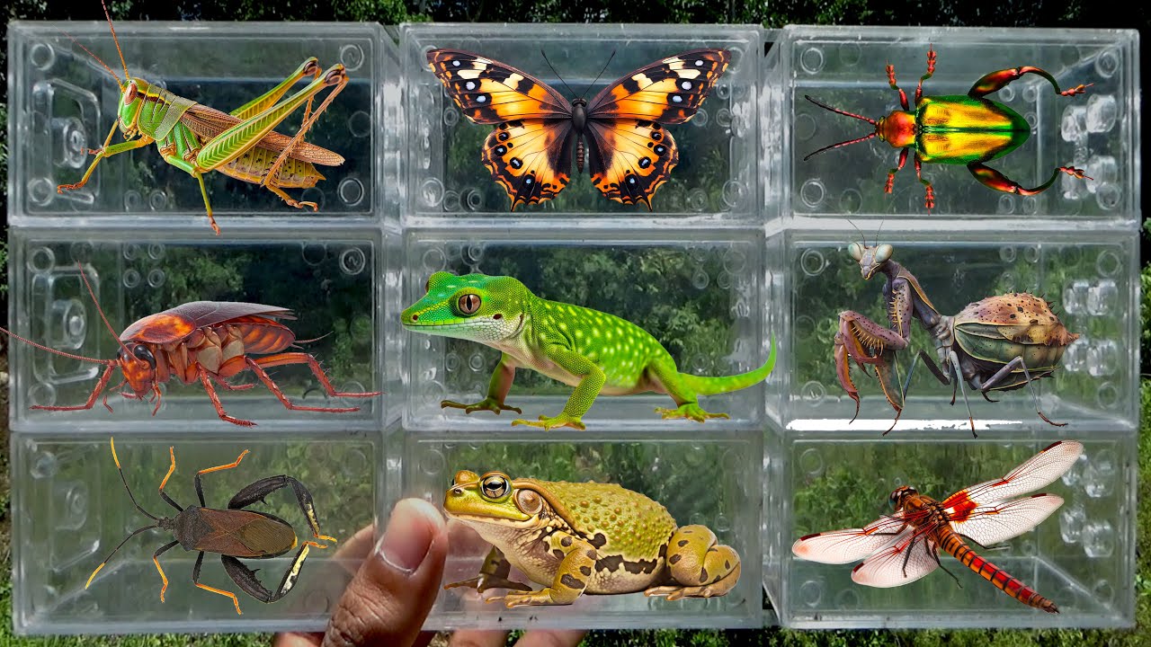 I searched for insects in the garden I got Lizard, Mantis, Grasshopper, Dragonfly, Butterfly, Beetle