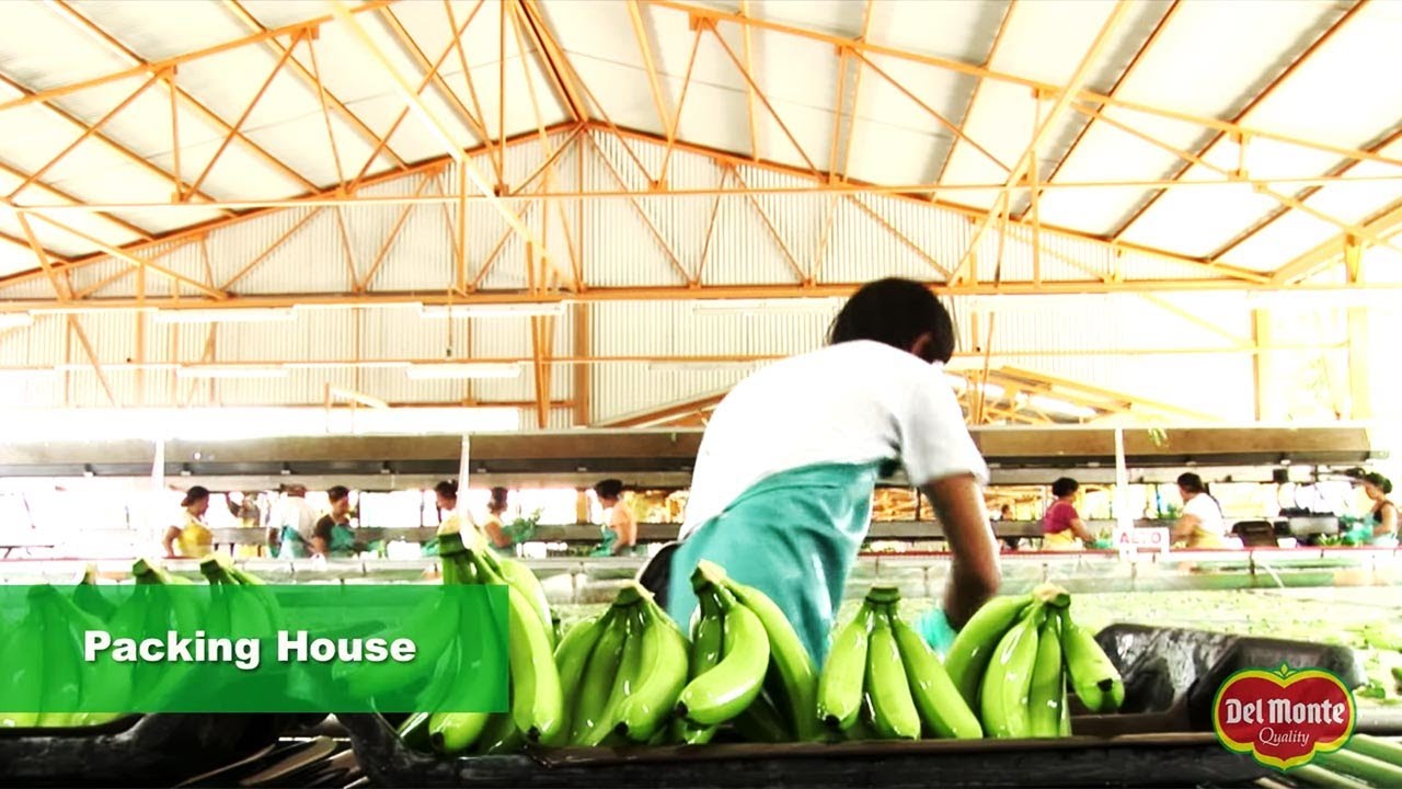 Del Monte®  Banana Production