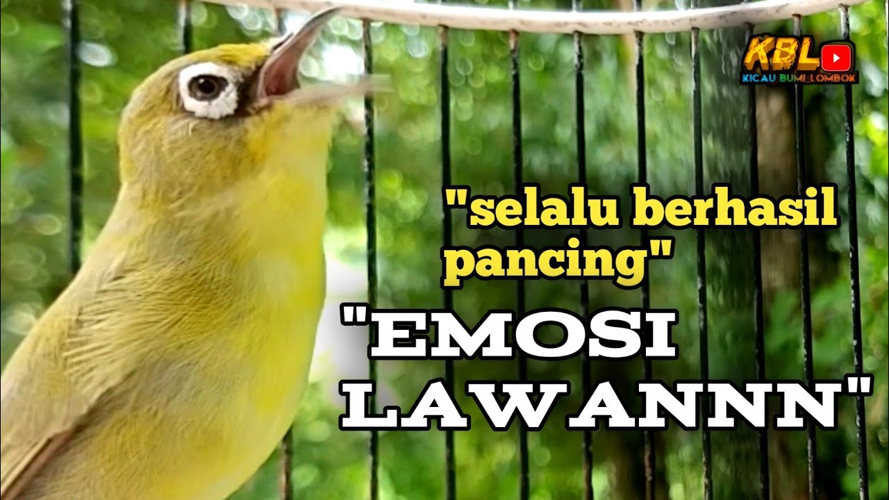 CIAK CIAK JOSS KECIAL KUNING AMPUH||PANCINGAN KECIAL MALAS BUNYI||