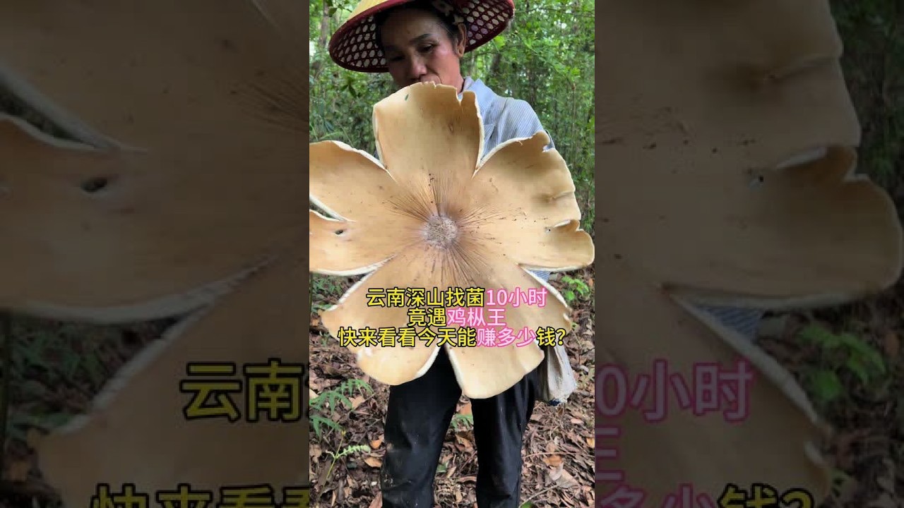 今天采菌之旅简直太惊喜！竟然找到了珍稀的鸡枞王！想知道我是怎么在山上发现它的吗？还有卖菌子过程中的那些趣事和价格秘密，都在视频里哦！鸡枞王卖了多少钱，今天一共收入多少，结尾有大揭秘，千万别错过，赶紧