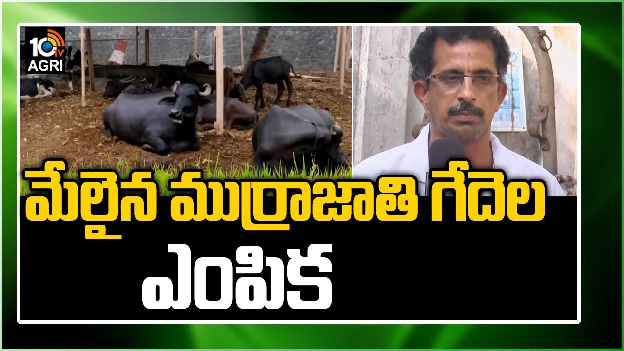 మేలైన ముర్రాజాతి గేదెల ఎంపిక | Murrah Buffalo | Matti Manishi | 10TV News