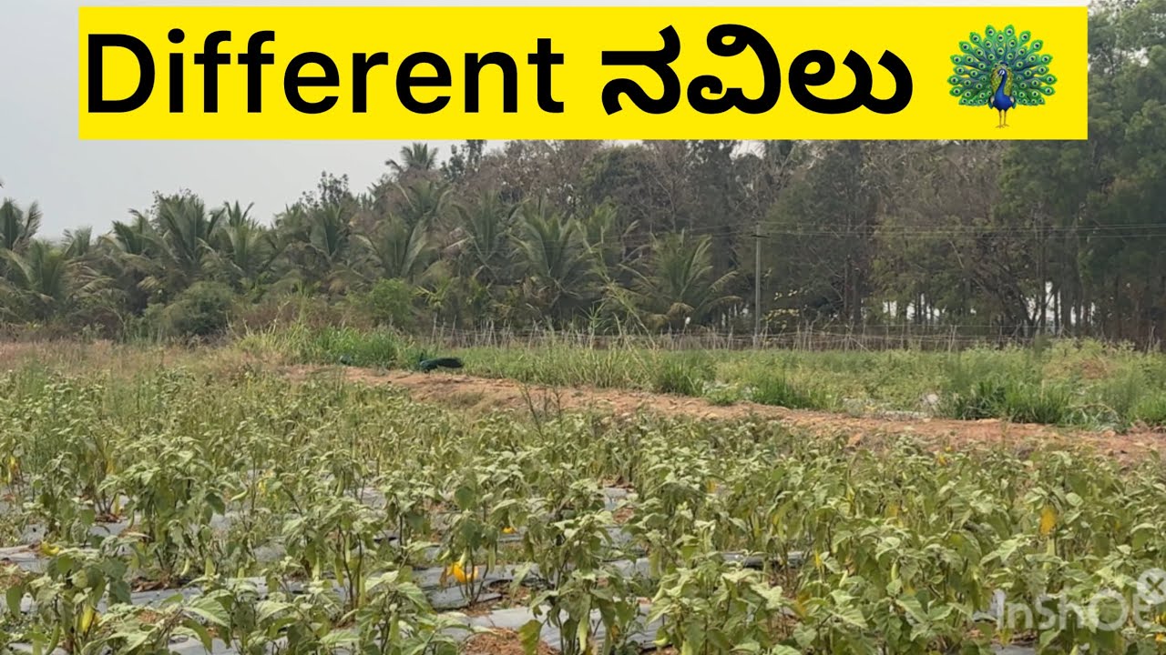 ಹ ನವಿಲು ನೋಡಿ ನನಿಗೆ ಶಾಕ್ 😵 ಆಯ್ತು। ಇತರ ನವಿಲು 🦚 ನಾನು ಎಲ್ಲೂ ನೋಡಿಲ್ಲ 🤔