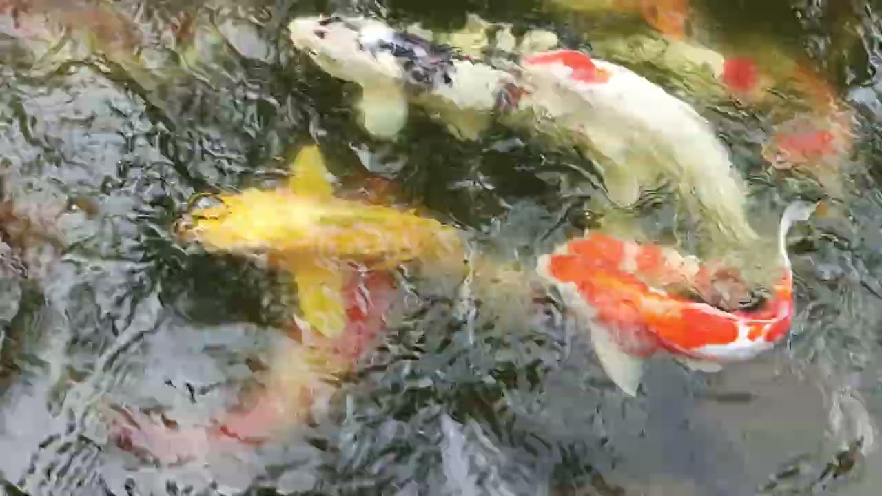 Ikan koi bikin hati dan pikiran tenang#koi#ikanhias#sinubmancing