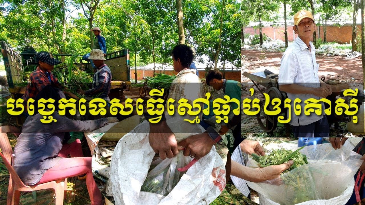 បច្ចេកទេសធ្វើស្មៅផ្អាប់សម្រាប់ឲ្យគោស៊ី Composting techniques for cattle
