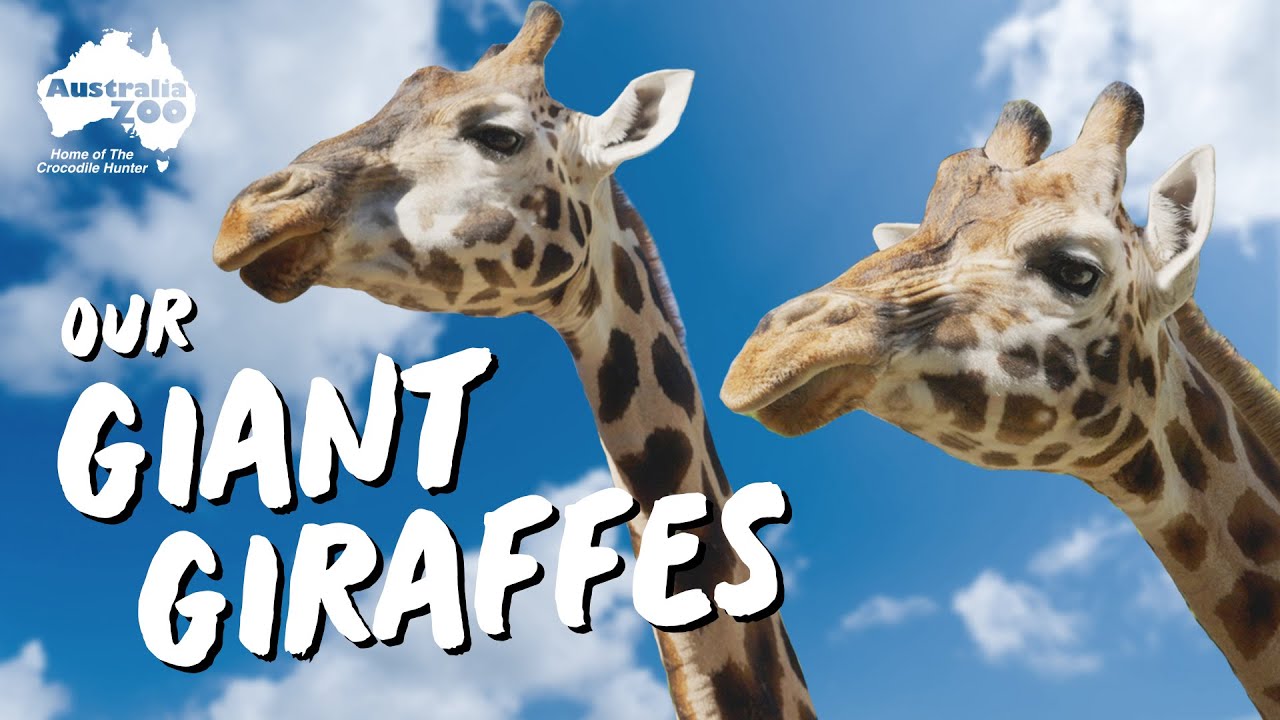 A Morning with our GIANT Giraffes