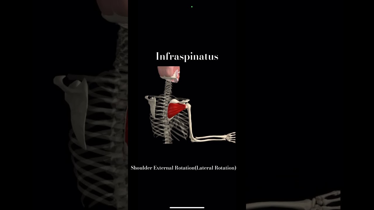 Infraspinatus Muscle Action | Shoulder External Rotation #shorts #subscribe #anatomy #muscle