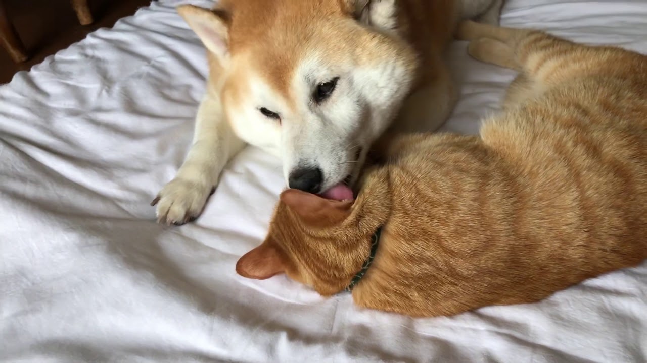 見ないと損です‼︎(*ﾟ▽ﾟ*)朝の兄弟＜柴犬と茶トラ＞【岳パラダイス】