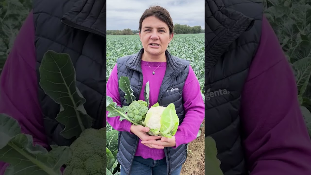 Nowy fungicyd przeciwko mączniakom! Orondis VIP