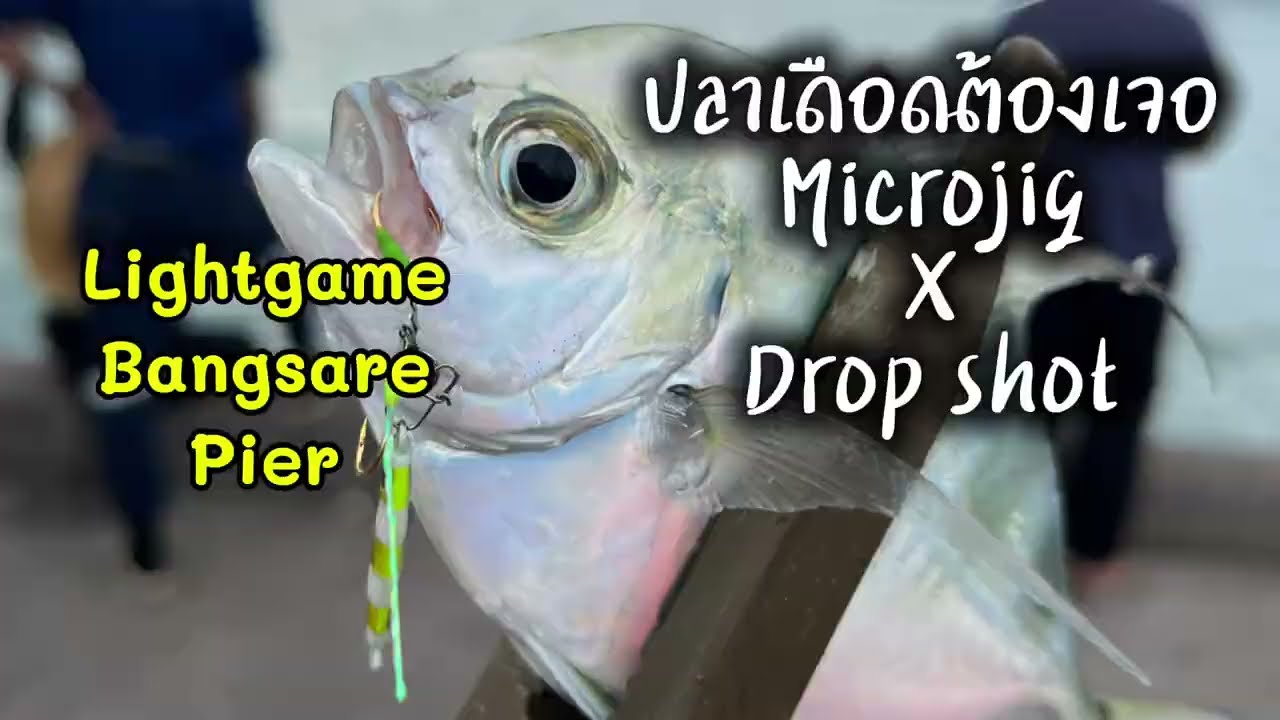 ปลาเยอะแต่กัดยากต้องแก้เกมด้วย Microjig x Drop shot rig #นักตกภูธร #microjig #dropshot 